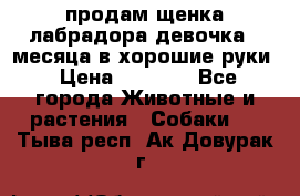 продам щенка лабрадора девочка 2 месяца в хорошие руки › Цена ­ 8 000 - Все города Животные и растения » Собаки   . Тыва респ.,Ак-Довурак г.